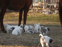 Ada, a female Great Pyrenees and Komondor for sale in Fulton, MO – Photo 7 of 10