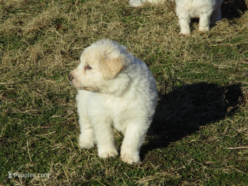 Ada, a female Great Pyrenees and Komondor for sale in Fulton, MO – Photo 1 of 10