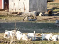 Ada, a female Great Pyrenees and Komondor for sale in Fulton, MO – Photo 5 of 10