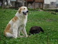 Ada, a female Great Pyrenees and Komondor for sale in Fulton, MO – Photo 9 of 10