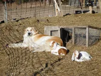 Ada, a female Great Pyrenees and Komondor for sale in Fulton, MO – Photo 8 of 10