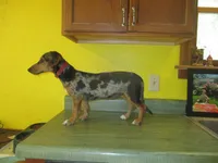 Owen, a male Dachshund and Miniature Australian Shepherd for sale in Fulton, MO – 8 of 8