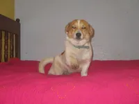 Mazy, a female Pembroke Welsh Corgi for sale in Fulton, MO – Photo 4 of 6