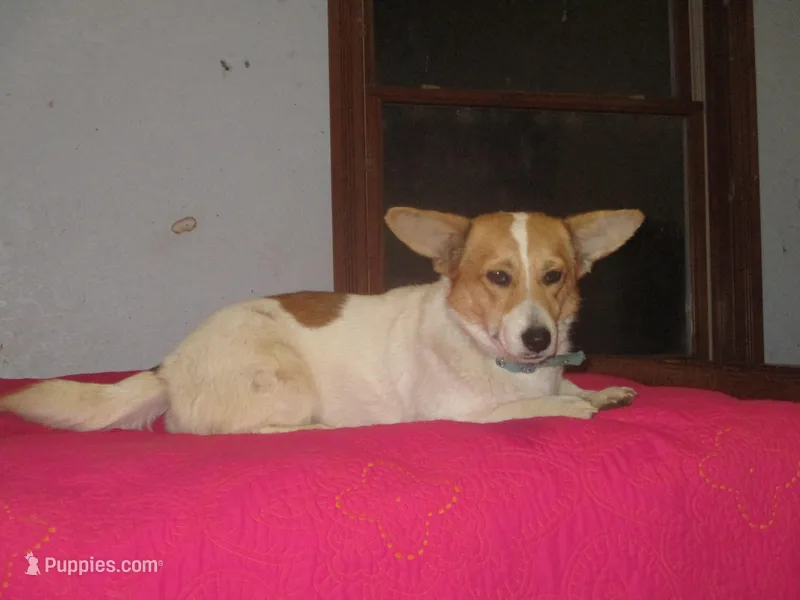 Mazy, a female Pembroke Welsh Corgi for sale in Fulton, MO – Photo 1 of 6
