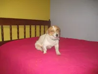 Mazy, a female Pembroke Welsh Corgi for sale in Fulton, MO – Photo 5 of 6