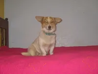 Mazy, a female Pembroke Welsh Corgi for sale in Fulton, MO – Photo 2 of 6