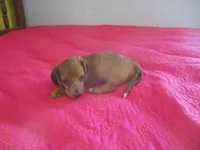 Owen, a male Dachshund and Miniature Australian Shepherd for sale in Fulton, MO – 3 of 10