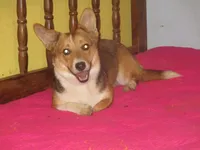 Pearl, a female Pembroke Welsh Corgi for sale in Fulton, MO – 3 of 6