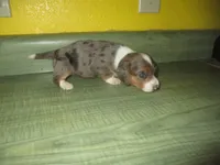 Daisy, a female Dachshund and Miniature Australian Shepherd for sale in Fulton, MO – 4 of 6