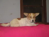 Rosey, a female Pembroke Welsh Corgi for sale in Fulton, MO – Photo 4 of 5