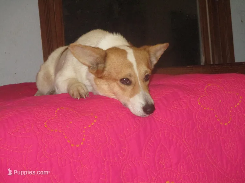 Rosey – Pembroke Welsh Corgi puppy for sale in Fulton, MO