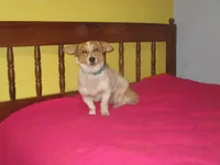 Rosey, a female Pembroke Welsh Corgi for sale in Fulton, MO – Photo 5 of 5