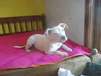 Daisy, a female American Pit Bull Terrier for sale in Fulton, MO – 7 of 10
