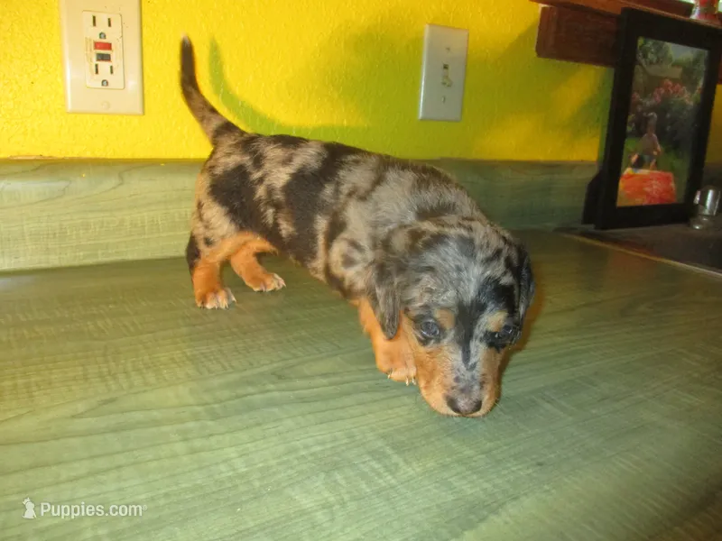 Mazy – Dachshund, Miniature Australian Shepherd puppy for sale in Fulton, MO