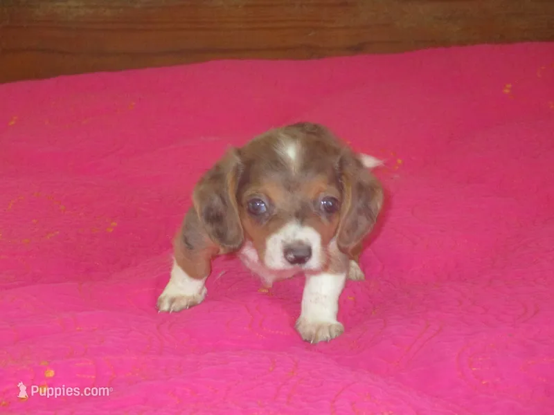 Daisy – Dachshund, Miniature Australian Shepherd puppy for sale in Fulton, MO