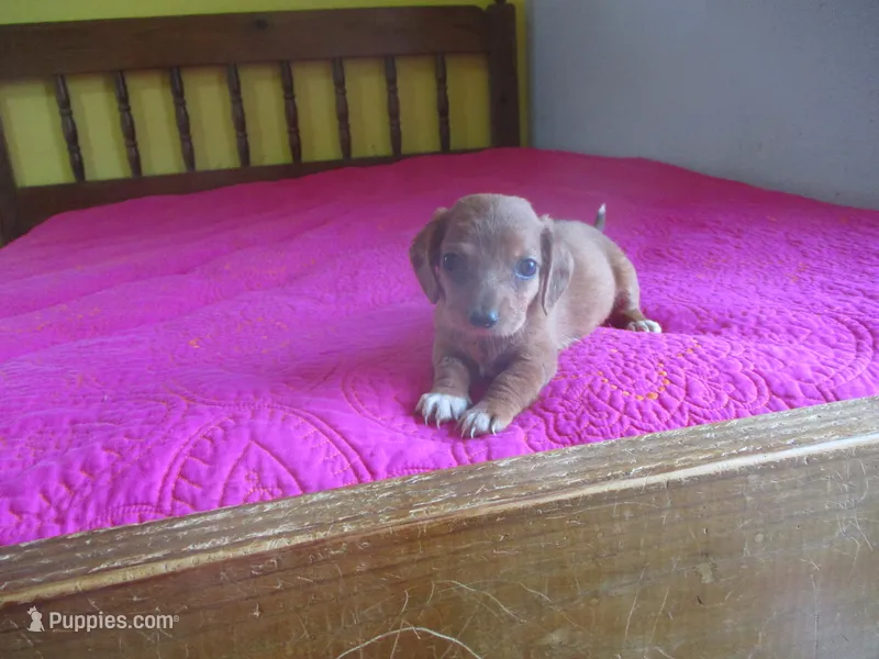 Pearl – Dachshund, Miniature Australian Shepherd puppy for sale in Fulton, MO