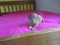 Pearl, a female Dachshund and Miniature Australian Shepherd for sale in Fulton, MO – 1 of 10