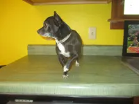 Molly, a female Chihuahua for sale in Fulton, MO – 4 of 10