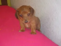 Owen, a male Dachshund and Miniature Australian Shepherd for sale in Fulton, MO – 7 of 10