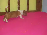 Beauty, a female Dachshund and Miniature Australian Shepherd for sale in Fulton, MO – 4 of 9