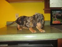 Mazy, a female Dachshund and Miniature Australian Shepherd for sale in Fulton, MO – 2 of 10