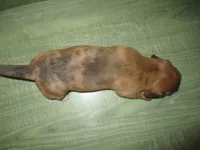Owen, a male Dachshund and Miniature Australian Shepherd for sale in Fulton, MO – 4 of 8