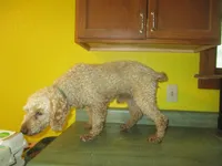 Drake, a male Poodle - Miniature  for sale in Fulton, MO – 4 of 8