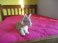 Owen, a male Pembroke Welsh Corgi for sale in Fulton, MO – Photo 5 of 10