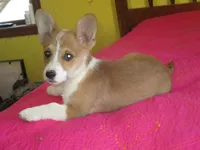 Owen, a male Pembroke Welsh Corgi for sale in Fulton, MO – Photo 1 of 10