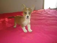 Owen, a male Pembroke Welsh Corgi for sale in Fulton, MO – Photo 9 of 10