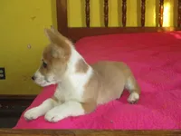 Owen, a male Pembroke Welsh Corgi for sale in Fulton, MO – Photo 2 of 10