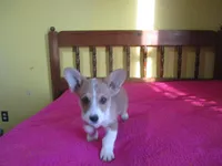 Owen, a male Pembroke Welsh Corgi for sale in Fulton, MO – Photo 7 of 10