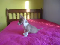 Owen, a male Pembroke Welsh Corgi for sale in Fulton, MO – Photo 4 of 10