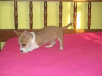 Owen, a male Pembroke Welsh Corgi for sale in Fulton, MO – Photo 3 of 10