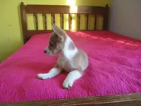 Owen, a male Pembroke Welsh Corgi for sale in Fulton, MO – Photo 6 of 10