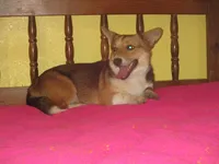 Pearl, a female Pembroke Welsh Corgi for sale in Fulton, MO – 5 of 6