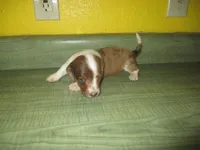 Beauty, a female Dachshund and Miniature Australian Shepherd for sale in Fulton, MO – 5 of 7