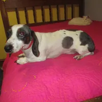 Drake, a male Miniature Dachshund for sale in Fulton, MO – Photo 4 of 7