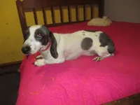 Drake, a male Miniature Dachshund for sale in Fulton, MO – Photo 4 of 7