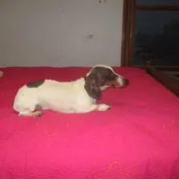 Drake, a male Miniature Dachshund for sale in Fulton, MO – Photo 3 of 7