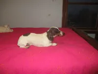 Drake, a male Miniature Dachshund for sale in Fulton, MO – Photo 3 of 7