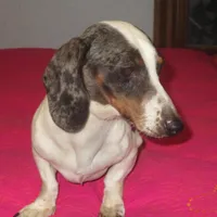 Drake, a male Miniature Dachshund for sale in Fulton, MO – Photo 1 of 7