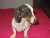 Drake, a male Miniature Dachshund for sale in Fulton, MO – Photo 1 of 7