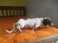 Drake, a male Miniature Dachshund for sale in Fulton, MO – Photo 7 of 7