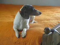 Drake, a male Miniature Dachshund for sale in Fulton, MO – Photo 6 of 7