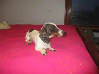 Drake, a male Miniature Dachshund for sale in Fulton, MO – Photo 5 of 7