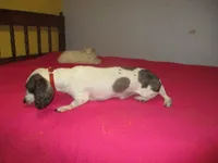 Drake, a male Miniature Dachshund for sale in Fulton, MO – Photo 7 of 7