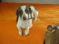 Drake, a male Miniature Dachshund for sale in Fulton, MO – Photo 5 of 7