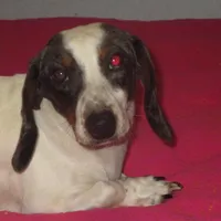 Drake, a male Miniature Dachshund for sale in Fulton, MO – Photo 2 of 7