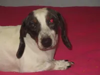 Drake, a male Miniature Dachshund for sale in Fulton, MO – Photo 2 of 7